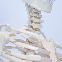 頚部骨模型
